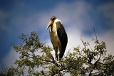 Stork