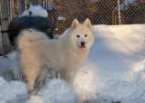 Joey in the Snow