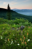 D11V0470 flowers and Mt Adams in the Distance.jpg
