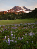 P8013843 Mt Adams at Glacier Basin.jpg