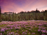 P8013875 Lupine at sunset, Mt Adams, WA.jpg