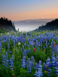 P8044346 Alpine Meadow in the Goat Rocks Wilderness.jpg