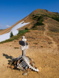 P8054663 Dead 2005 Hiker!.jpg