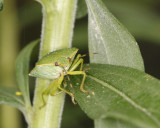 Stink Bug