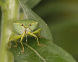 Stink bug