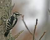 Downey Woodpecker with tongue out