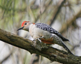 Red-bellied Woodpecker