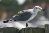 Laughing Gull - juvenile