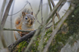 Curious squirrel