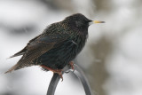 European Starling