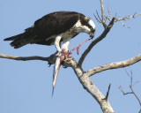 Osprey with Lunch
