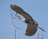 Great Blue Heron - Nest Construction