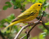 Yellow Warbler