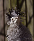 Kori Bustard DC National Zoo