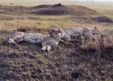 African Cheetah  CL Safari 2009