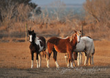 Wild Ponies of Chincoteague NWR Va