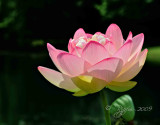  Giant Lotus Flower Meadowlark Garden Va