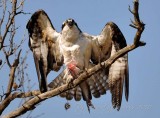 Catch of the Day Osprey  Occoquan NWR, Va Courtesy of Sean 