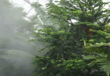 Rain Forest Washington DC Botanical Garden
