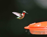 Ruby-throated Hummingbird  Huntley Meadows ,Va