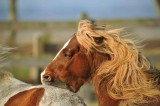  Wild Ponies Chincoteague NWR,Va