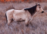 Wild Pony Chincoteague NWR,Va