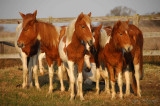 Wild Ponies Chincoteague NWR,Va