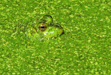 Frog Hiding