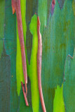 Painted Eucalyptus RD-536 painted eucalyptus tree bark