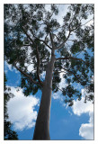 Tall Eucalypt with 24mm