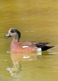 American Wigeon (Anas americana)