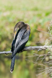 Anhinga (Anhinga anhinga)