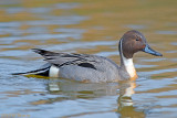 Northern Pintail - Anas acuta