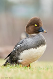 Common Goldeneye - Bucephala clangula