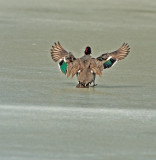 Green-winged Teal DSC_8386.JPG