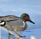 Green-winged Teal DSC_8379.JPG