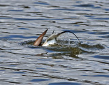 Long-tailed Duck DSC_9503.JPG