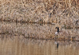 Nesting Canada Goose DSC_9754.JPG