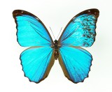 Gynandromorph 3 (Morpho menelaus)