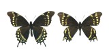 Unique aberration 1 (Papilio warscewiczi mercedes).