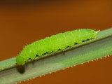 Meadow Brown (Maniola jurtina) larva