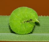 Meadow Brown (Maniola jurtina)  larva - defensive posture