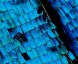 Wing scales of a male Morpho butterfly  (Morpho didius)