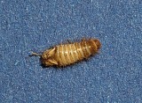 Carpet Beetle (Anthrenus sp.)