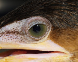 Cormorant eye