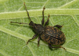 Vine Weevil (Otiorhynchus sulcatus)