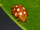 Orange Ladybird (Halyzia 16-guttata)