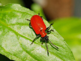 Scarlet Lily Beetle (Lilioceris lilii)
