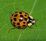 Harlequin Ladybird (Harmonia axyridis)