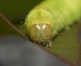 Angle shades moth (Phlogophora meticulosa) 
